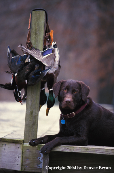 Chocolate Labrador Retriever with bagged ducks.