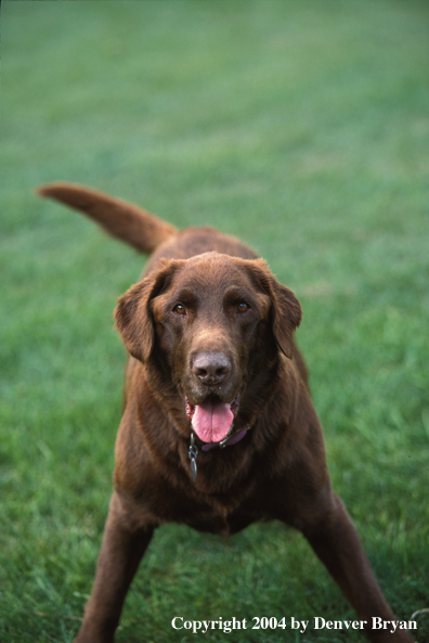 Chocolate Labrador Retriever 