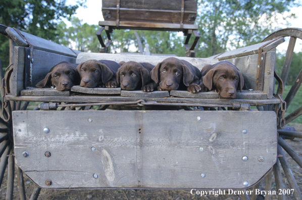 Chocolate Labrador Retriever puppies