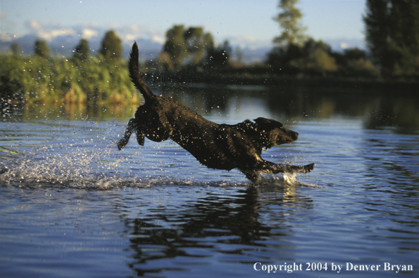 Black Labrador Retriever leaping into water