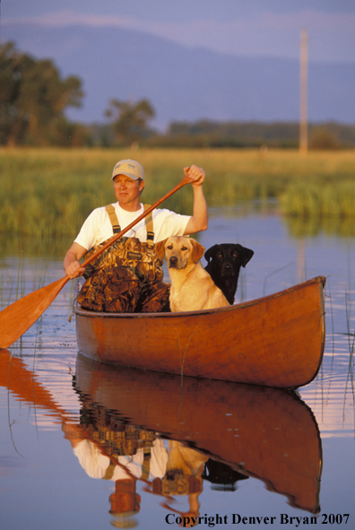 Black and yellow Labrador Retrievers in canoe with owner