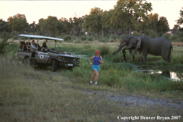 Woman running by safari vehicle and elephants, Namibia. Africa