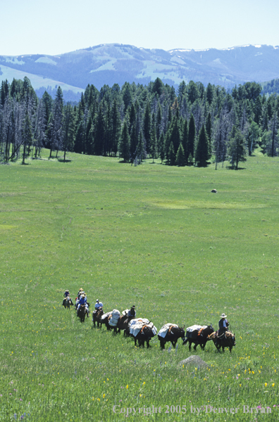 Horsepacking across mountain meadow.