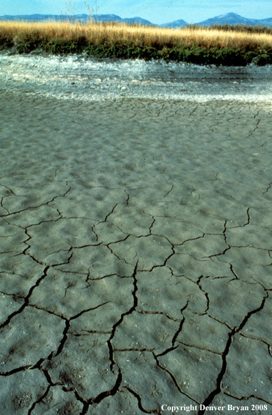 Wetland drought