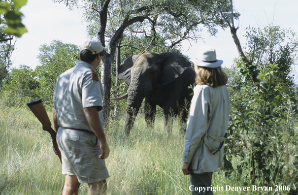 African hunters observing elephant in habitat.