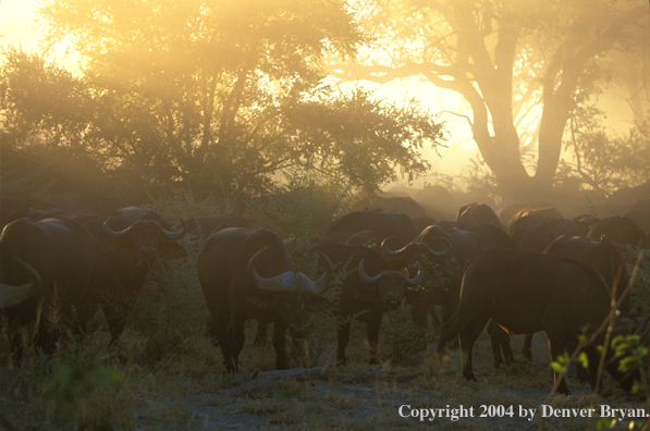 Herd of Cape Buffalo in habitat.