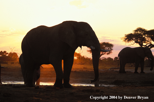 African elephants at sunset/sunrise.