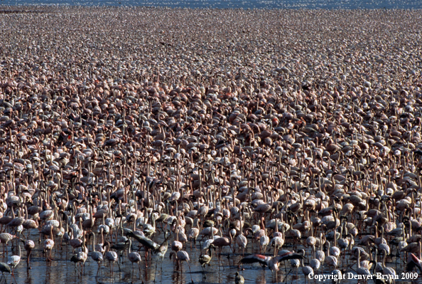 Greater and Lesser Flamingo Flock