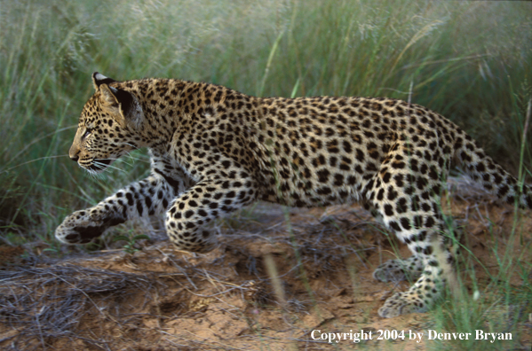 Leopard in habitat. Africa