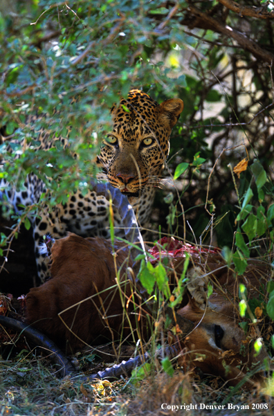 Leopard eating on kill