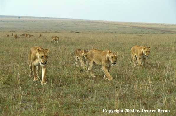 African lions in habitat.  Africa