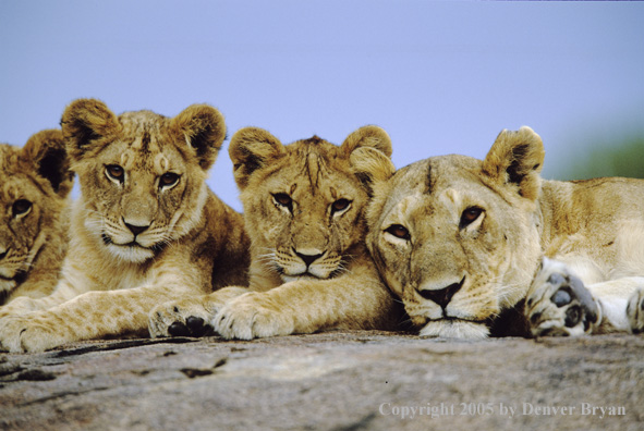 African lioness and cubs resting on boulder.