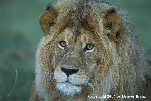 Male African lion in habitat. Africa