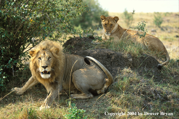 Male and female African lions in habitat. Africa