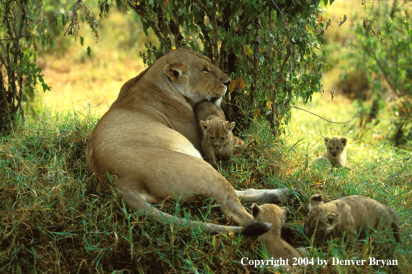 Female African lion with cubs.  Africa