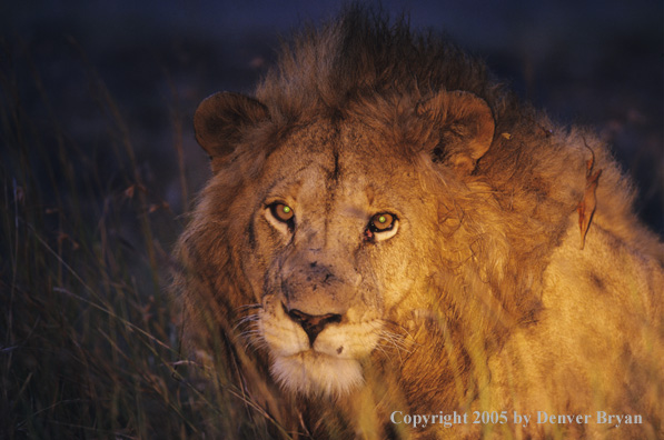 African lion in the bush at night.