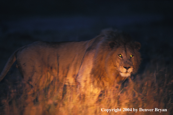 Male African lion in habitat. Africa