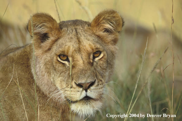 Female African lion in habitat.  Africa