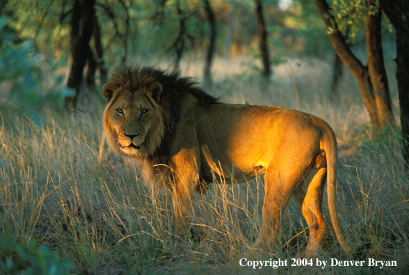 Male African lion in habitat. Africa