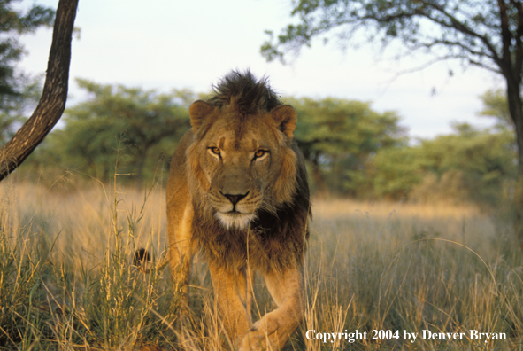 Male African lion in habitat. Africa