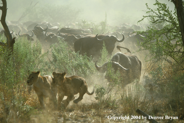 Female African lions hunting cape buffalo.