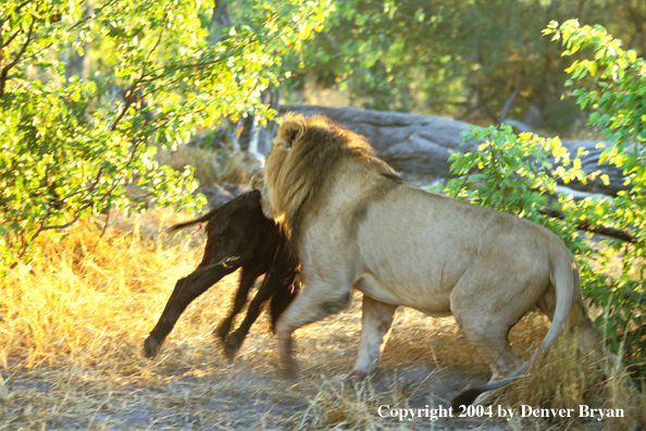 Male African lion with kill.