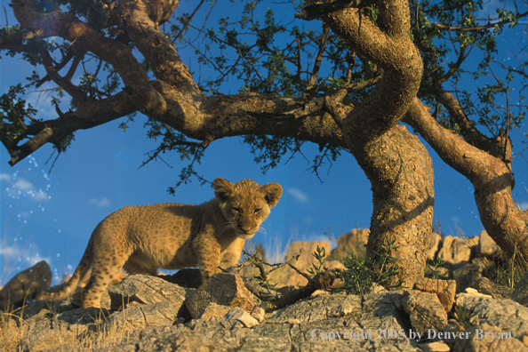 Lion cub in habitat. Africa.