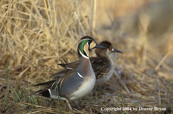 Baikal drake and hen standing in dried grass