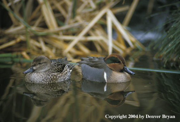 Green-winged teal drake and hen on water