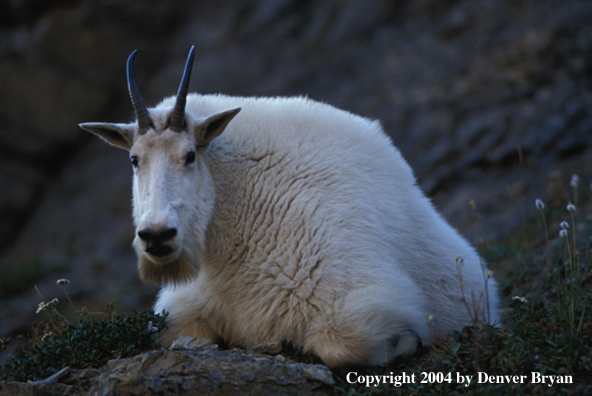 Mountain goat bedded down (male).