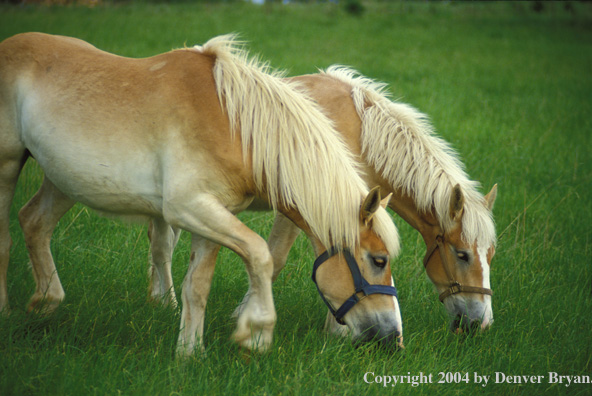 Belgian Draft horse and foal grazing in pasture.