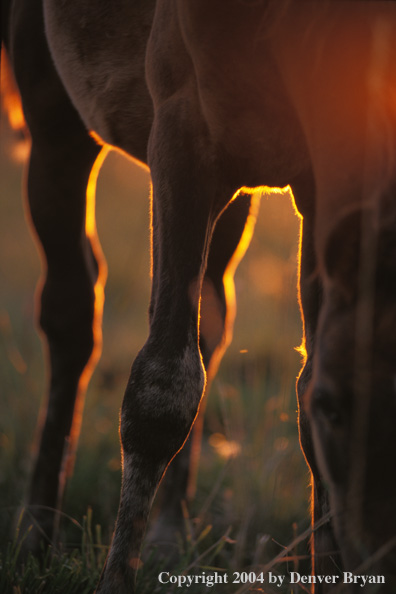 Black horse in pasture.