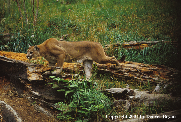 Mountain lion in habitat