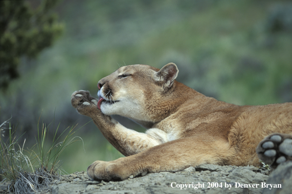 Mountain lion in habitat