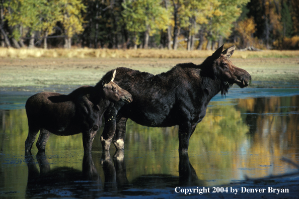 Moose cow and calf in habitat.