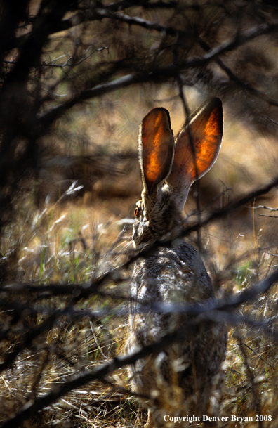 Black-tailed Jackrabbit