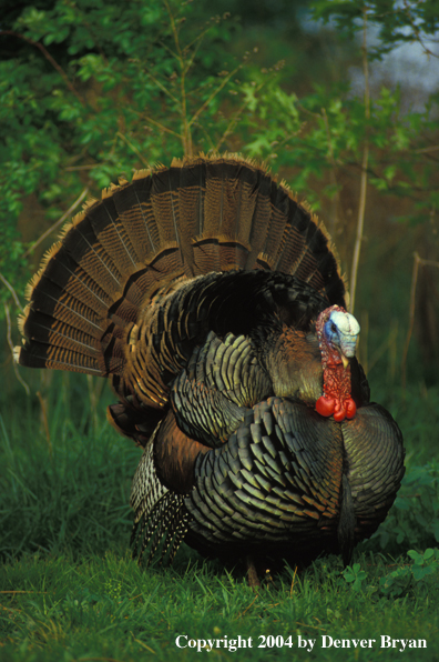 Eastern turkey strutting.