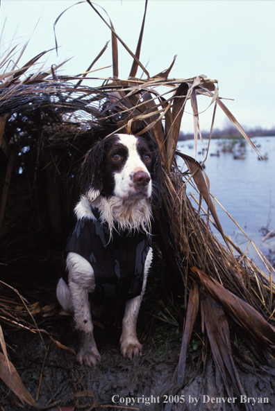 Springer spaniel 