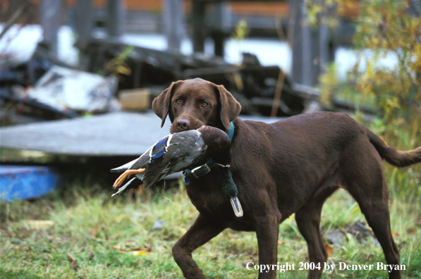 Chocolate Labrador Retriever with mallard