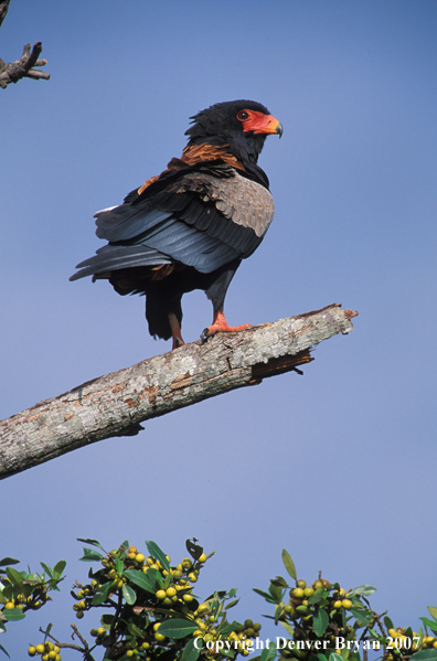 Bateleur perched in tree.  Kenya, Africa.