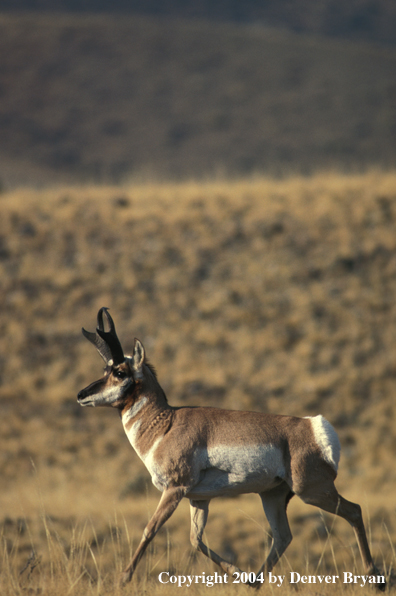 Pronghorn antelope in habitat