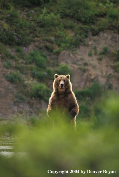 Brown Bear standing