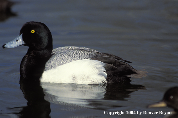 Lesser Scaup drake on water