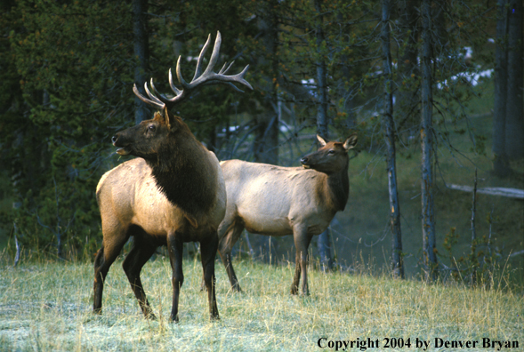 Elk in habitat.