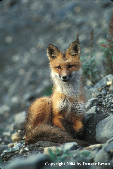 Red fox in habitat.