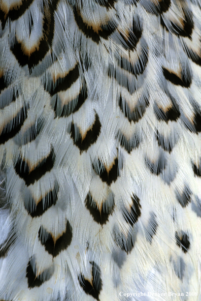 Sharp-tailed grouse close-up feathers