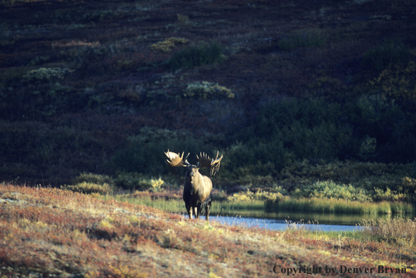 Alaskan moose standing on autumn colored tundra.