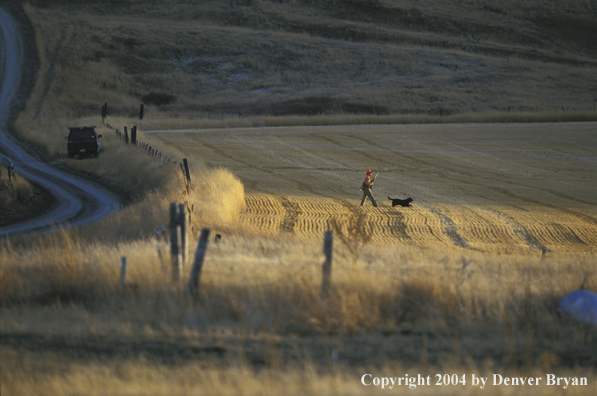 Upland bird hunter with black Labrador Retriever.