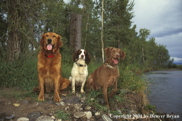 Golden Retriever, Springer Spaniel, and chocolate Labrador Retriever