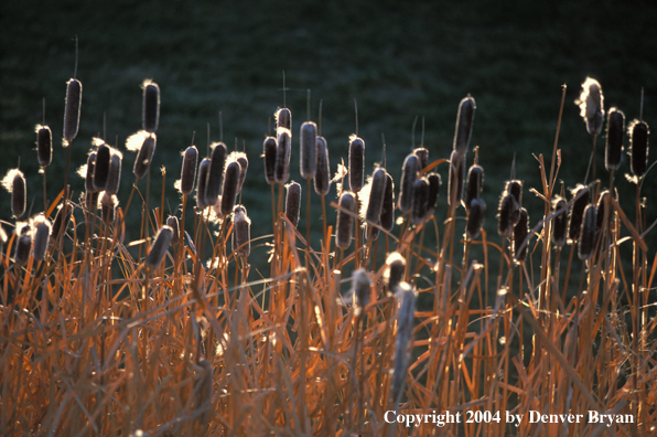 Cattails